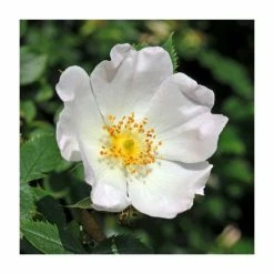 50 - 80cm Rosa Canina | Dog Rose | Bare Root Hedging