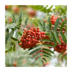 80 - 120cm Sorbus Aucuparia |Rowan/Mountain Ash | Bare Root Hedging