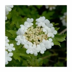 50 - 80cm Viburnum Opulus | Guelder Rose | Bare Root Hedging