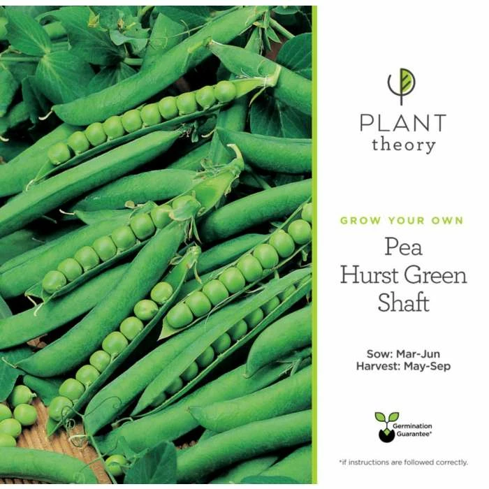 'Hurst Green Shaft' Pea Seeds | By Plant Theory 2 'Hurst Green Shaft' Pea Seeds | By Plant Theory - Image 2