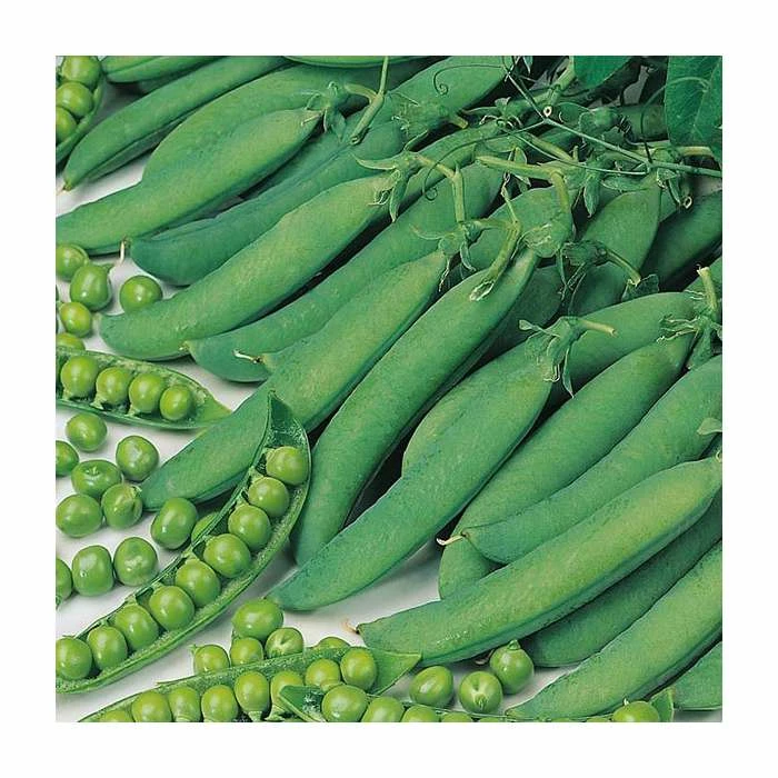 'Hurst Green Shaft' Pea Seeds | By Plant Theory 1 'Hurst Green Shaft' Pea Seeds | By Plant Theory