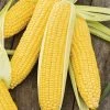 'Incredible' F1 Sweetcorn Seeds | By Plant Theory