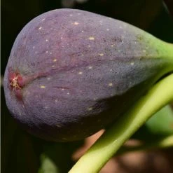 4-5ft 'Brown Turkey' Fig Tree | Bush Trained | 13L Pot