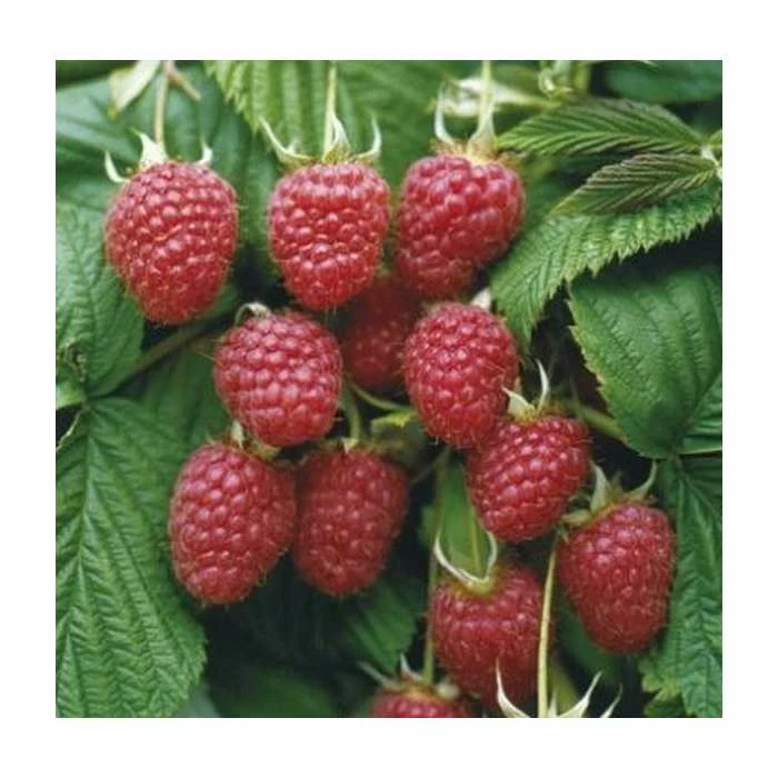 Raspberry 'Malling Admiral' | 3L Pot 1 Raspberry 'Malling Admiral' | 3L Pot