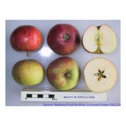 4-5ft 'Beauty Of Bath' Dessert Apple Tree | M26 Semi Dwarfing Rootstock | 9L Pot -botanical garden shop PL923115 add image 2 0e4d