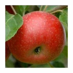 4-5ft 'Beauty Of Bath' Dessert Apple Tree | M26 Semi Dwarfing Rootstock | 9L Pot