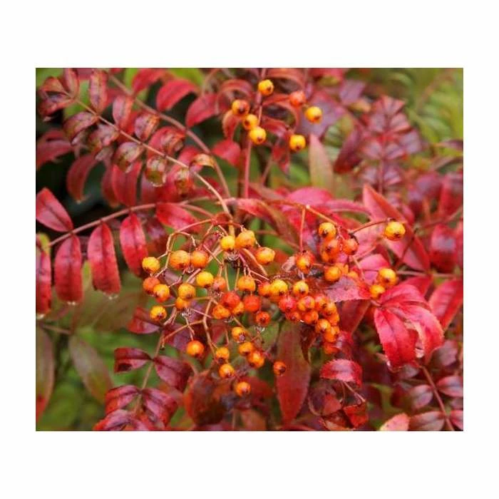 Sorbus Commixta 'Embley' | Japanese Rowan Tree | 9L Pot | 120-150cm 1 Sorbus Commixta 'Embley' | Japanese Rowan Tree | 9L Pot | 120-150cm