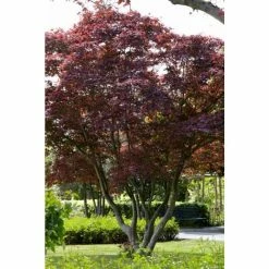Acer Palmatum 'Atropurpureum' | Japanese Maple Tree | 15L Pot | 100-125cm