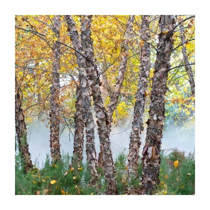 Betula Nigra 'Black Star' | River Birch Tree | 9L Pot | 120-150cm 2 Betula Nigra 'Black Star' | River Birch Tree | 9L Pot | 120-150cm - Image 2