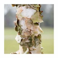 Betula Nigra 'Black Star' | River Birch Tree | 9L Pot | 120-150cm
