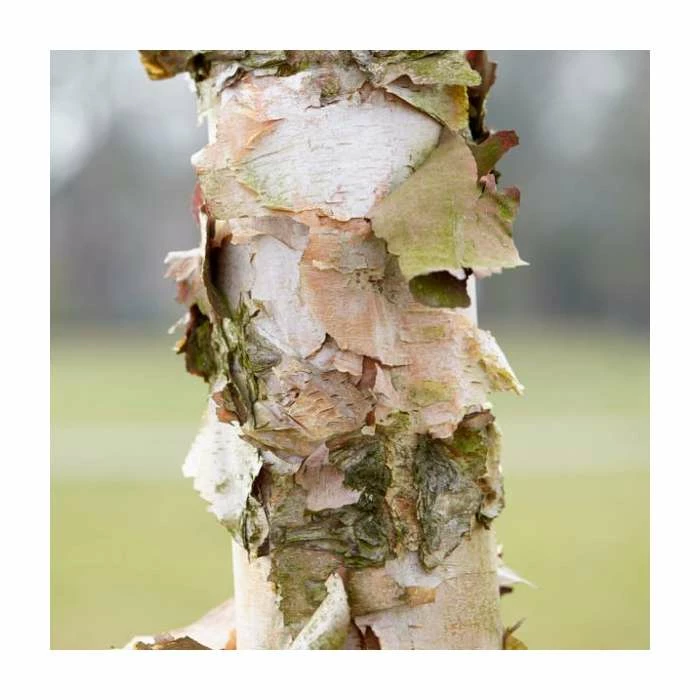 Betula Nigra 'Black Star' | River Birch Tree | 9L Pot | 120-150cm 1 Betula Nigra 'Black Star' | River Birch Tree | 9L Pot | 120-150cm