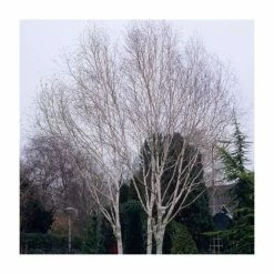 Betula Pendula 'Crimson Frost' | Silver Birch Tree | 9L Pot | 120-150cm