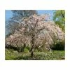 Prunus Pendula 'Pendula Rosea' | Weeping Cherry Blossom Tree | 18L Pot | 150-180cm Standard