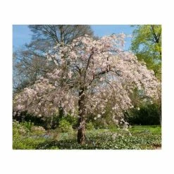 Prunus Pendula 'Pendula Rosea' | Weeping Cherry Blossom Tree | 18L Pot | 150-180cm Standard
