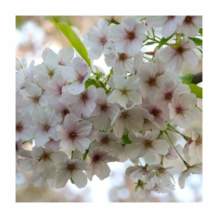 Prunus 'Umineko' | Cherry Blossom Tree | 18L Pot | 200-240cm Standard 2 Prunus 'Umineko' | Cherry Blossom Tree | 18L Pot | 200-240cm Standard - Image 2