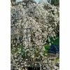Prunus × Yedoensis 'Ivensii' | Yoshino Cherry Blossom Tree | 18L Pot | 200-240cm Standard