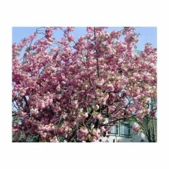 Prunus 'Pink Perfection' | Cherry Blossom Tree | 18L Pot | 200-240cm Standard 5 Prunus 'Pink Perfection' | Cherry Blossom Tree | 18L Pot | 200-240cm Standard -botanical garden shop PL9239059 add image 1 c731