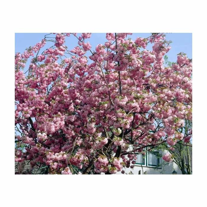 Prunus 'Pink Perfection' | Cherry Blossom Tree | 18L Pot | 200-240cm Standard 3 Prunus 'Pink Perfection' | Cherry Blossom Tree | 18L Pot | 200-240cm Standard - Image 3