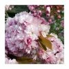 Prunus 'Pink Perfection' | Cherry Blossom Tree | 18L Pot | 200-240cm Standard