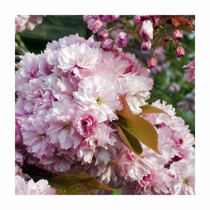 Prunus 'Pink Perfection' | Cherry Blossom Tree | 18L Pot | 200-240cm Standard 1 Prunus 'Pink Perfection' | Cherry Blossom Tree | 18L Pot | 200-240cm Standard