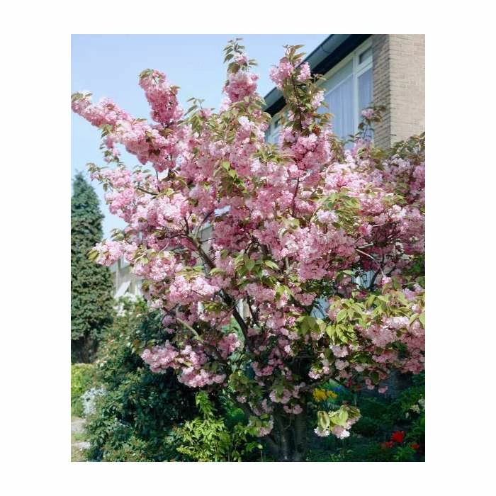 Prunus 'Pink Perfection' | Cherry Blossom Tree | 18L Pot | 200-240cm Standard 2 Prunus 'Pink Perfection' | Cherry Blossom Tree | 18L Pot | 200-240cm Standard - Image 2