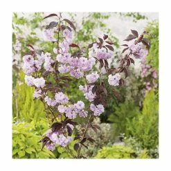 Prunus Serrulata 'Royal Burgundy' | Cherry Blossom Tree |18L Pot | 200-240cm Standard