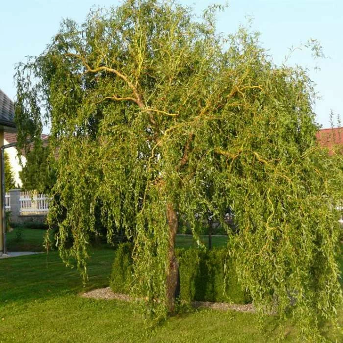 Salix Matsudana 'Tortousa' | Corkscrew Willow Tree | 9L Pot | 120-150cm 1 Salix Matsudana 'Tortousa' | Corkscrew Willow Tree | 9L Pot | 120-150cm