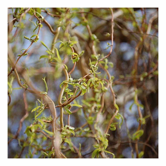 Salix Matsudana 'Tortousa' | Corkscrew Willow Tree | 9L Pot | 120-150cm 2 Salix Matsudana 'Tortousa' | Corkscrew Willow Tree | 9L Pot | 120-150cm - Image 2