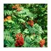 Sorbus Aucuparia | Mountain Ash Rowan Tree | 18L Pot | 200-240cm Multi Stem
