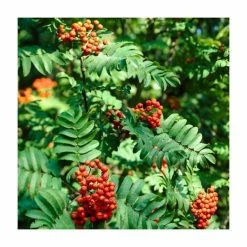 Sorbus Aucuparia | Mountain Ash Rowan Tree | 18L Pot | 200-240cm Multi Stem