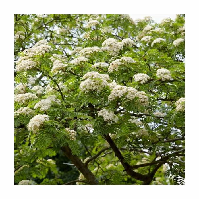 Sorbus Aucuparia | Mountain Ash Rowan Tree | 18L Pot | 200-240cm Multi Stem 2 Sorbus Aucuparia | Mountain Ash Rowan Tree | 18L Pot | 200-240cm Multi Stem - Image 2