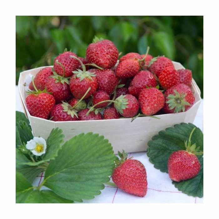 9 X Strawberry 'Eliana' | Strawberry Plants | 9cm Pots 1 9 X Strawberry 'Eliana' | Strawberry Plants | 9cm Pots