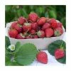 3 X Strawberry 'Eliana' | Strawberry Plants | 9cm Pots