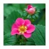 3 X Strawberry 'Summer Breeze Cherry' | Strawberry Plants | 9cm Pots