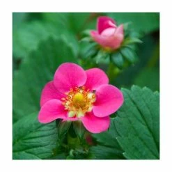 3 X Strawberry 'Summer Breeze Cherry' | Strawberry Plants | 9cm Pots
