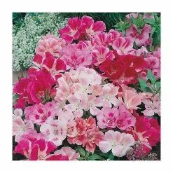 Godetia Dwarf Mixed Seeds | Clarkia Amoena | By Mr Fothergills