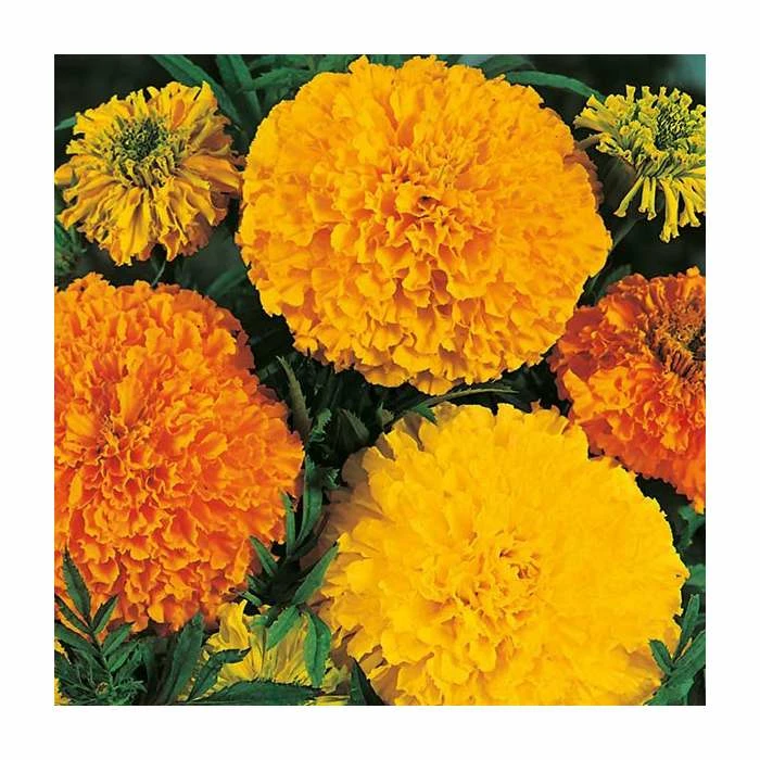 Marigold African 'Crackerjack' Mixed Seeds | Tagetes Patula | By Mr Fothergills 1 Marigold African 'Crackerjack' Mixed Seeds | Tagetes Patula | By Mr Fothergills