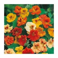 Nasturtium 'Jewel' Mixed Seeds | Tropaeolum Majus | By Mr Fothergills