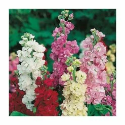 Stock 'Ten' Week Seeds | Matthiola Incana | By Mr Fothergills