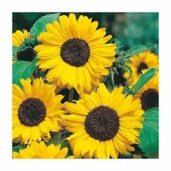 Sunflower 'Hallo' Seeds | Helianthus Annuus | By Mr Fothergills