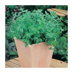 Greek Oregano Seeds | Origanum Vulgare | By Mr Fothergills