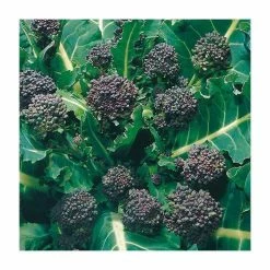 Sprouting Broccoli 'Early Purple' Seeds | Brassica Oleracea Italica | By Mr Fothergills