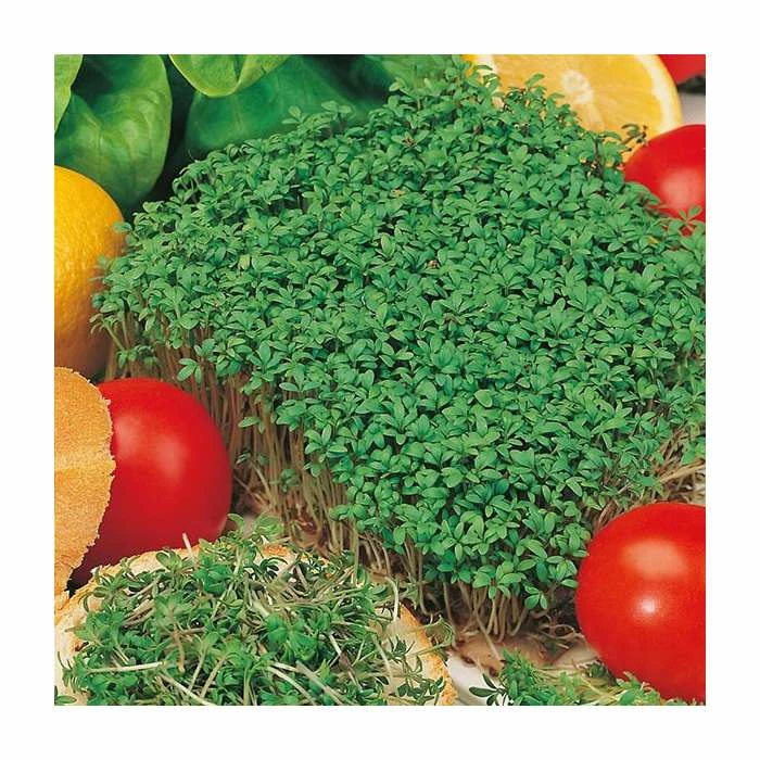 Fine Curled Cress Seeds | Lepidium Sativum | By Mr Fothergills 1 Fine Curled Cress Seeds | Lepidium Sativum | By Mr Fothergills