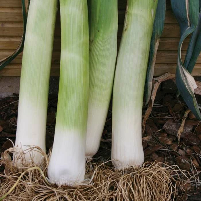 Leek 'Musselburgh' Seeds | Allium Porrum | By Mr Fothergills 1 Leek 'Musselburgh' Seeds | Allium Porrum | By Mr Fothergills
