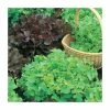 Salad Bowl Red & Green Mixed Lettuce Seeds | Lactuca Sativa | By Mr Fothergills