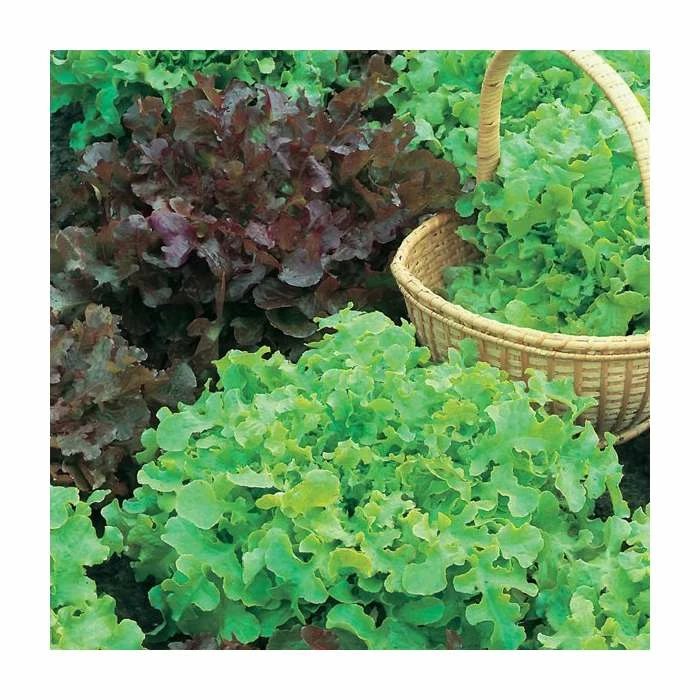 Salad Bowl Red & Green Mixed Lettuce Seeds | Lactuca Sativa | By Mr Fothergills 1 Salad Bowl Red & Green Mixed Lettuce Seeds | Lactuca Sativa | By Mr Fothergills