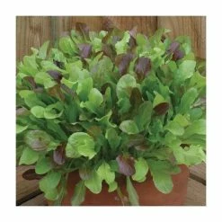 Mixed Lettuce Leaves Lettuce Seeds | Lactuca Sativa | By Mr Fothergills
