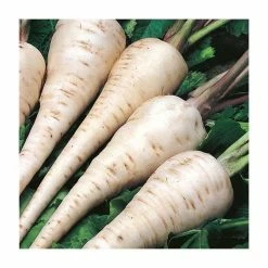 Parsnip 'White Gem' Seeds | Pastinaca Sativa | By Mr Fothergills