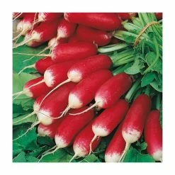 Radish 'French Breakfast 3' Seeds | Raphanus Sativus | By Mr Fothergills