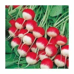 Radish 'Sparkler 3' Seeds | Raphanus Sativus | By Mr Fothergills